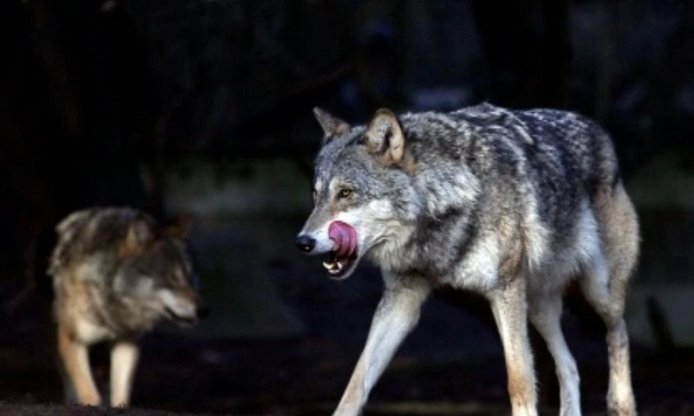 Αναβρασμός στην Αταλάντη: Νέα παρουσία λύκου κατέγραψε ντόπιος - Νέες επιθέσεις σε κοπάδια προβάτων (βίντεο)